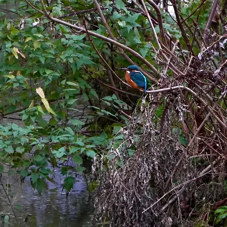 Biber * Godendorf (Mecklenburg-Vorpommern)