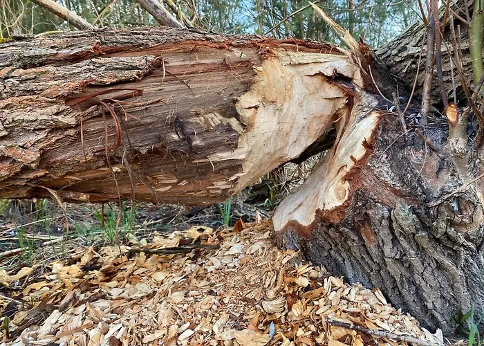 Biber בית נופש Godendorf (Mecklenburg-Vorpommern)