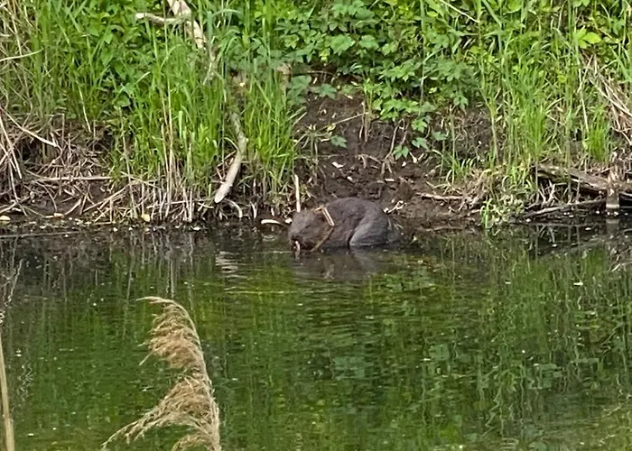 Biber בית נופש *