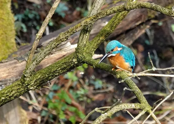 בית נופש Biber *