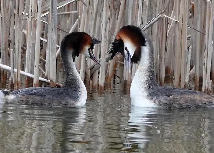 Biber * Godendorf (Mecklenburg-Vorpommern)