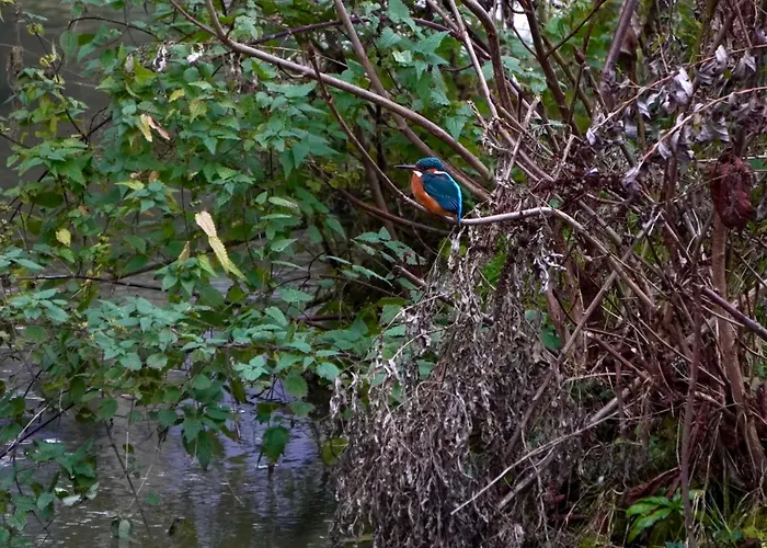 Biber * Godendorf (Mecklenburg-Vorpommern)